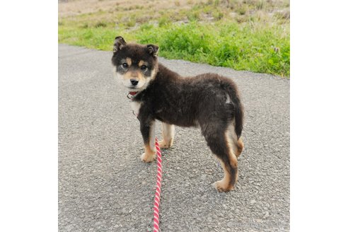 成約済の千葉県の豆柴-304196の3枚目